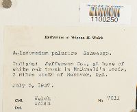 Aulacomnium palustre image