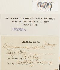 Aulacomnium palustre image