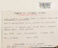 Aulacomnium palustre image