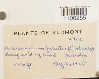 Aulacomnium palustre image