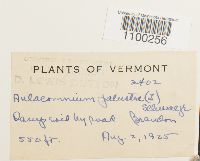 Aulacomnium palustre image