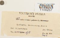 Aulacomnium palustre image