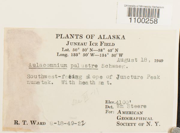 Aulacomniaceae image