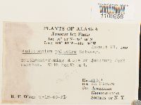 Aulacomnium palustre image