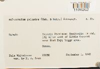 Aulacomnium palustre image