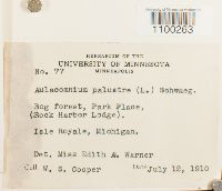 Aulacomnium palustre image