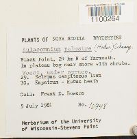 Aulacomnium palustre image