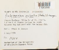 Aulacomnium palustre image