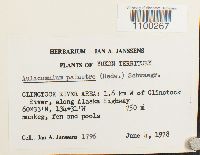 Aulacomnium palustre image