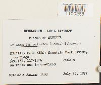 Aulacomnium palustre image