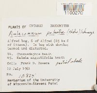 Aulacomnium palustre image