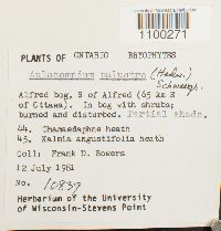 Aulacomnium palustre image