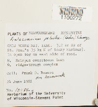 Aulacomnium palustre image