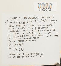 Aulacomnium palustre image