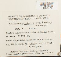 Aulacomnium palustre image