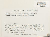 Aulacomnium palustre image