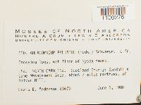 Aulacomnium palustre image