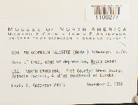 Aulacomnium palustre image