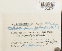 Aulacomnium palustre image