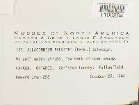 Aulacomnium palustre image