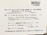 Aulacomnium palustre image