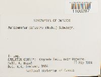 Aulacomnium palustre image