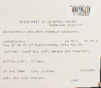 Aulacomnium palustre image