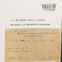 Aulacomnium palustre image