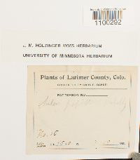 Aulacomnium palustre image