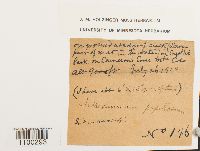 Aulacomnium palustre image