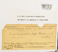 Aulacomnium palustre image