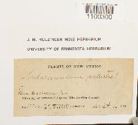 Aulacomnium palustre image