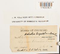 Aulacomnium palustre image