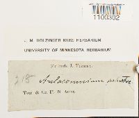 Aulacomnium palustre image