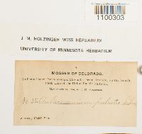 Aulacomnium palustre image