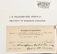 Aulacomnium palustre image