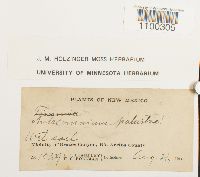 Aulacomnium palustre image