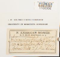 Aulacomnium palustre image