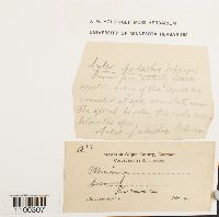 Aulacomnium palustre image