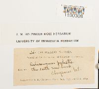 Aulacomnium palustre image