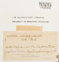 Aulacomnium palustre image