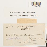 Aulacomnium palustre image