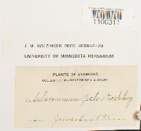 Aulacomnium palustre image