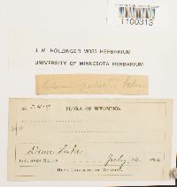 Aulacomnium palustre image