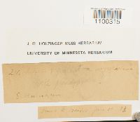 Aulacomnium palustre image