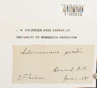 Aulacomnium palustre image