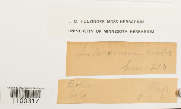 Aulacomnium palustre image