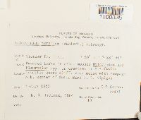 Aulacomnium turgidum image