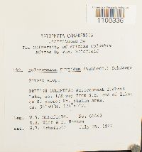 Aulacomnium turgidum image