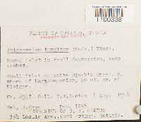 Aulacomnium turgidum image